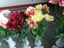 Tulipshow (3)